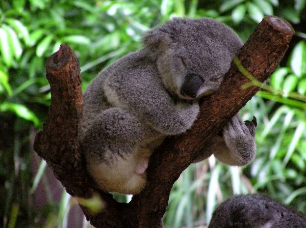 Cuánto duerme un koala? - ¡DESCÚBRELO!